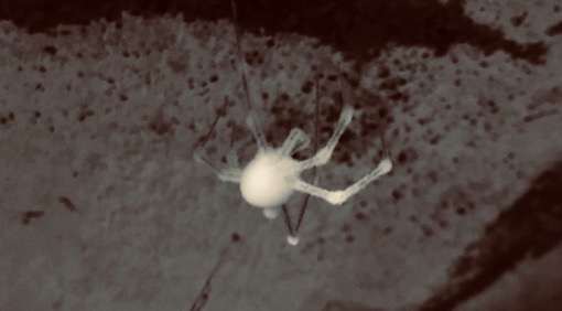 Bílý pavouk