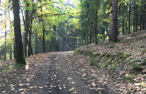 Lesní cesta nad Ohří