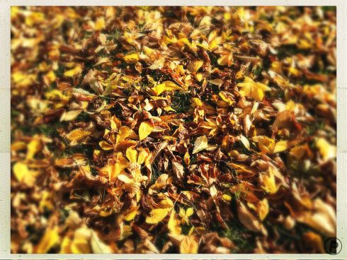 Autumn leaves