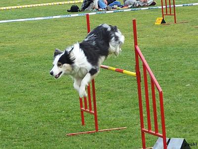 Agility v Lokti (2007)