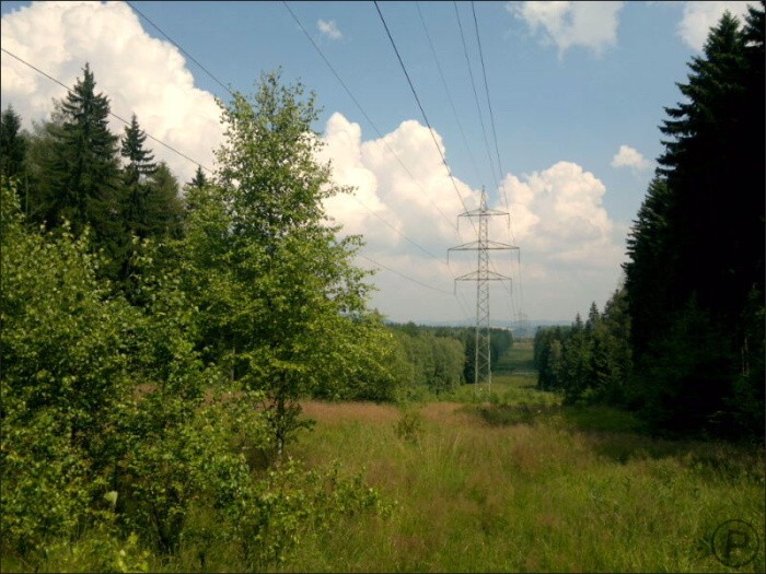 Nokia N8 forest walking